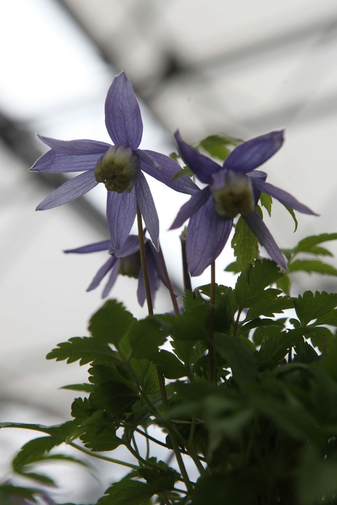 [CALP3] CLEMATIS ALPINA (Pot 2 litres, 80-100 cm)