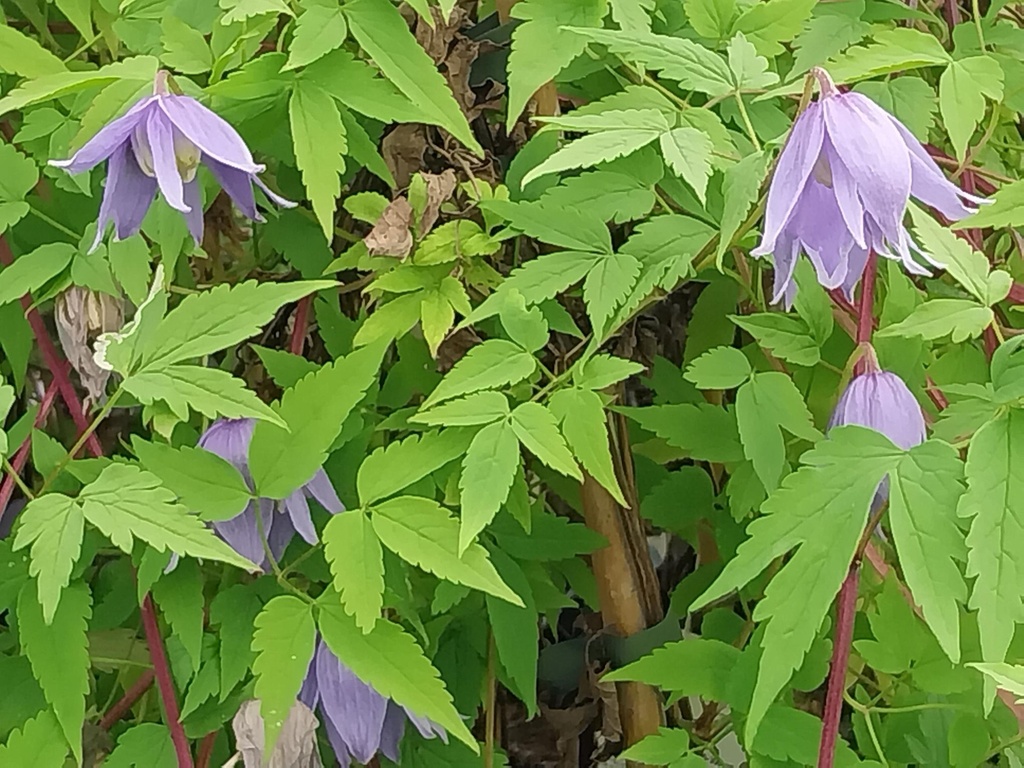 [CALP3] CLEMATIS ALPINA