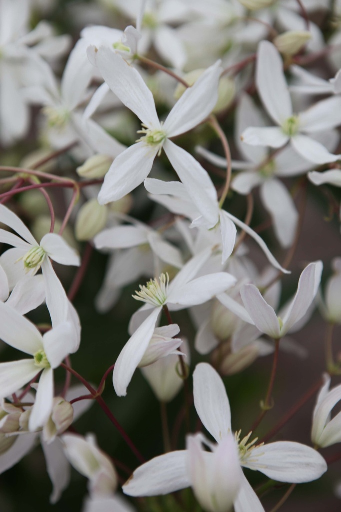 [CARM3] CLEMATIS ARMANDII (Pot 2 liter, 80-100 cm)