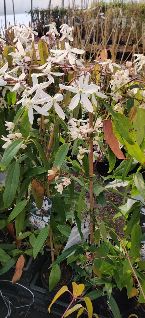 CLEMATIS ARMANDII