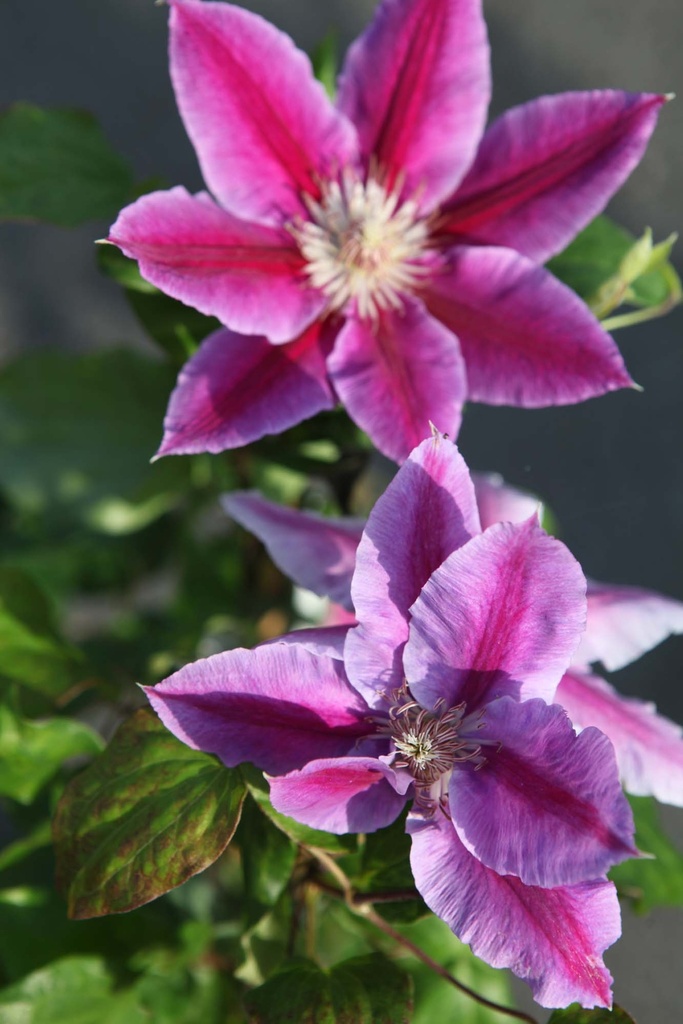 [CDRU3] CLEMATIS 'DR RUPPEL' (Pot 2 liter, 80-100 cm)