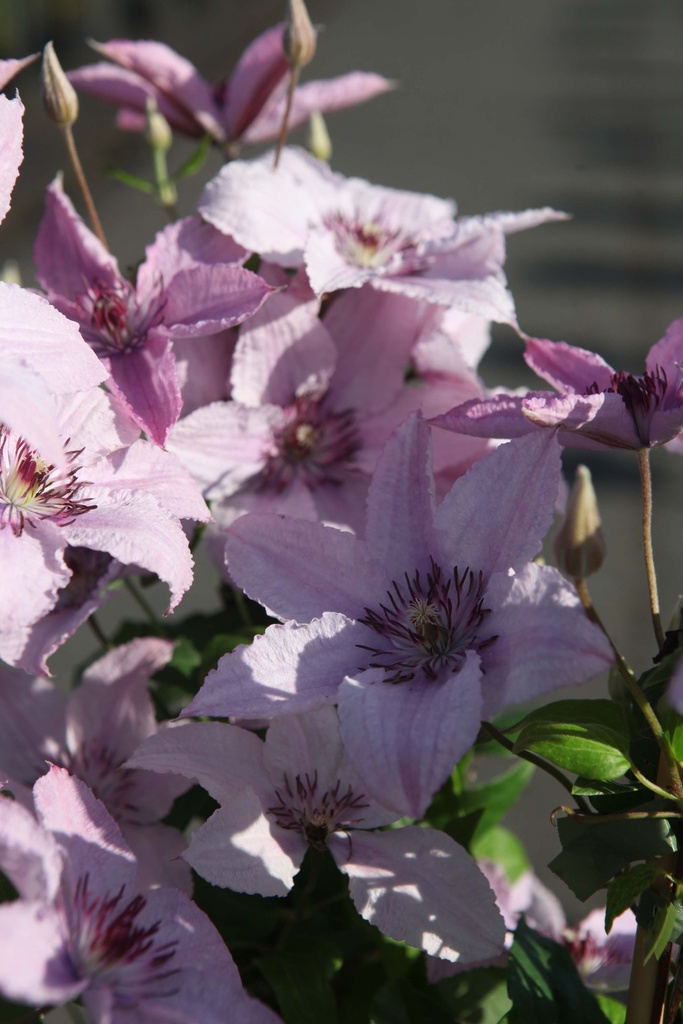 [CHHY3] CLEMATIS 'HAGLEY HYBRID' (Pot 2 liter, 80-100 cm)