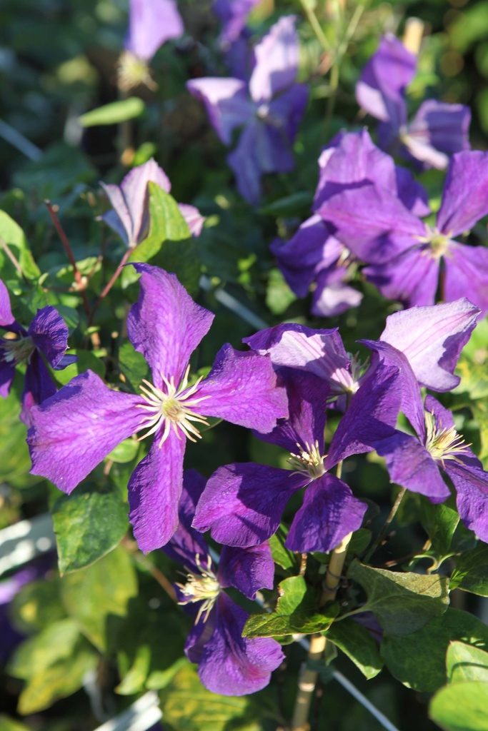 [CJAC3] CLEMATIS 'JACKMANII' (Pot 2 litres, 80-100 cm)