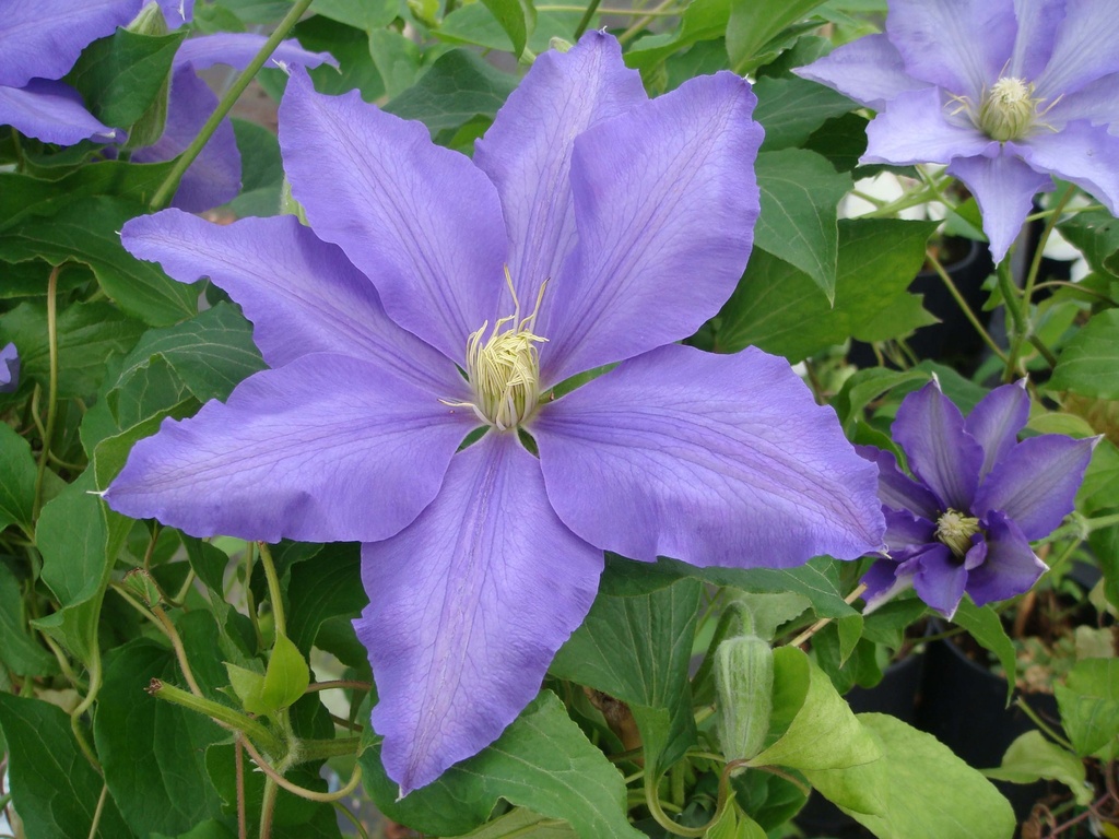 [CLAS3] CLEMATIS 'LASURSTERN' (Pot 2 litres, 80-100 cm)