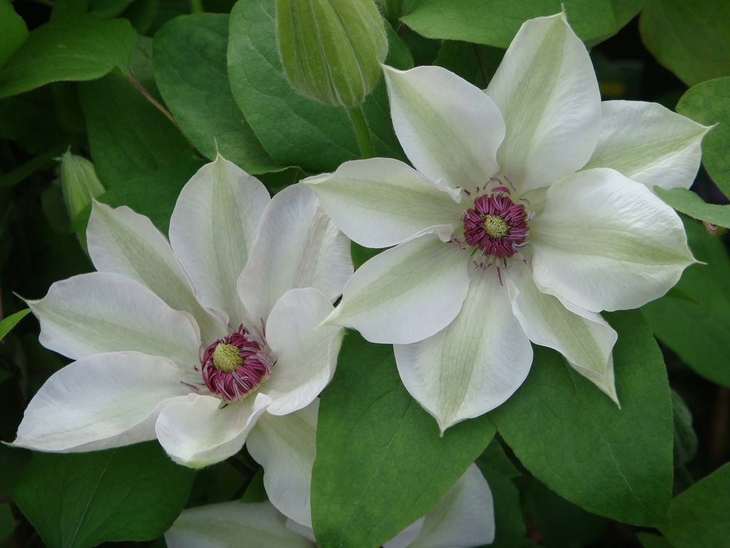 [CMBA3] CLEMATIS 'MISS BATEMAN' (Pot 2 litres, 80-100 cm)