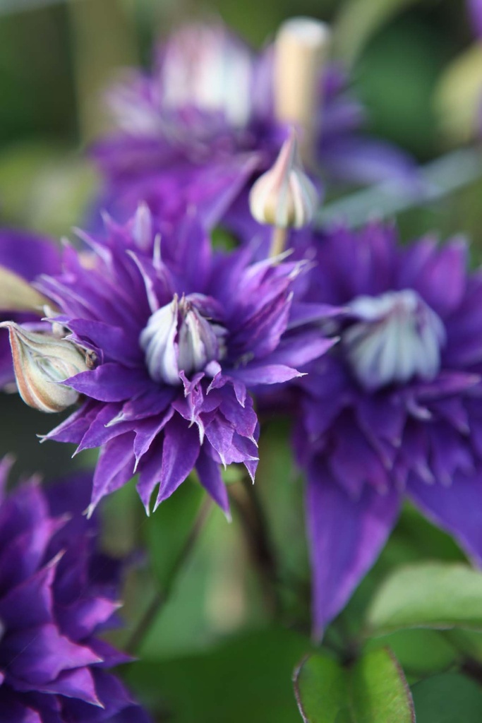 [CMBL3] CLEMATIS 'MULTI BLUE' (Pot 2 liter, 80-100 cm)