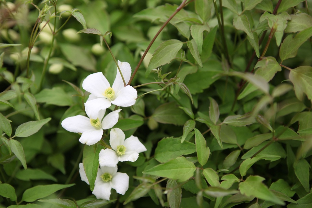 [CMGR3] CLEMATIS MONTANA GRANDIFLORA (Pot 2 litres, 80-100 cm)
