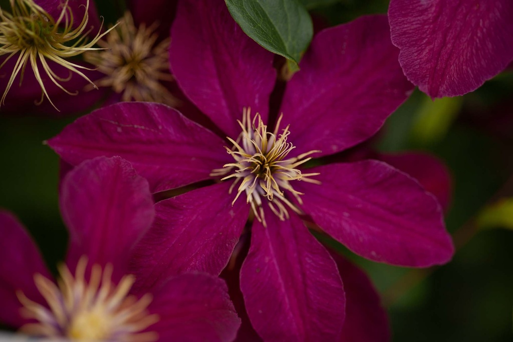 [CNI3] CLEMATIS 'NIOBE' (Pot 2 litres, 80-100 cm)