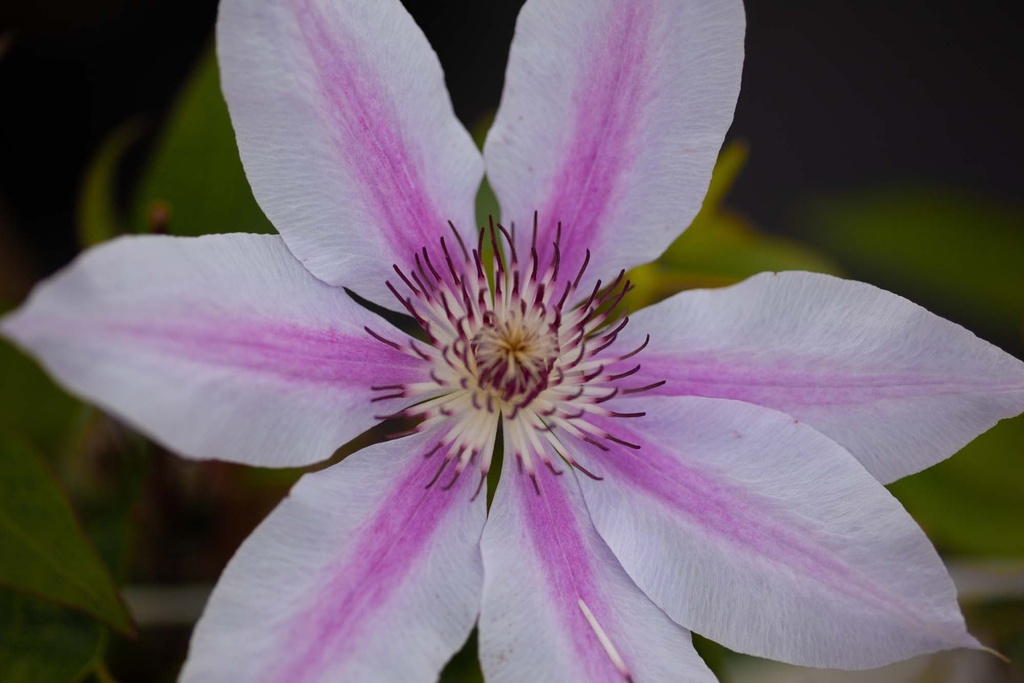 [CNMO3] CLEMATIS 'NELLY MOSER' (Pot 2 liter, 80-100 cm)