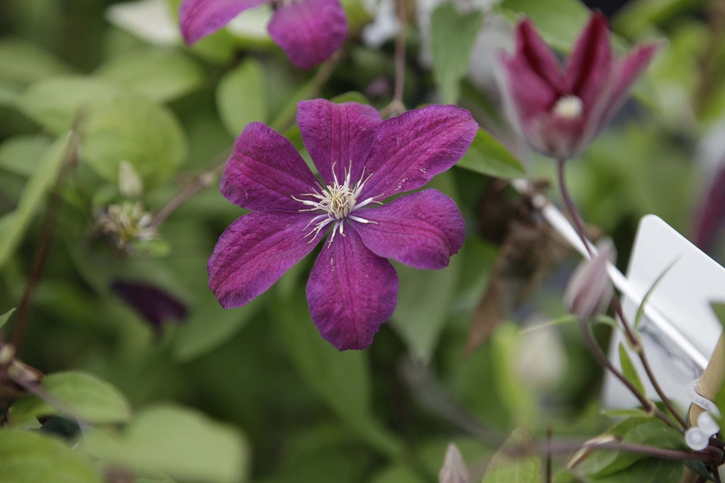 CLEMATIS 'ROUGE CARDINAL'