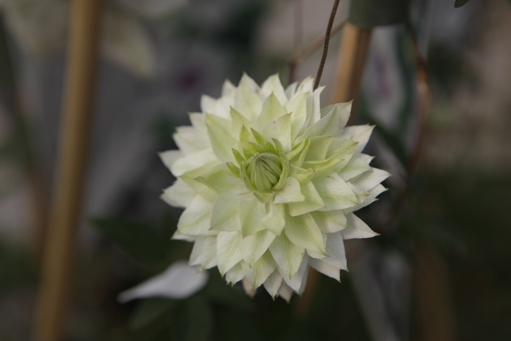 [CSIE3] CLEMATIS FLORIDA SIEBOLDIANA (Pot 2 litres, 80-100 cm)