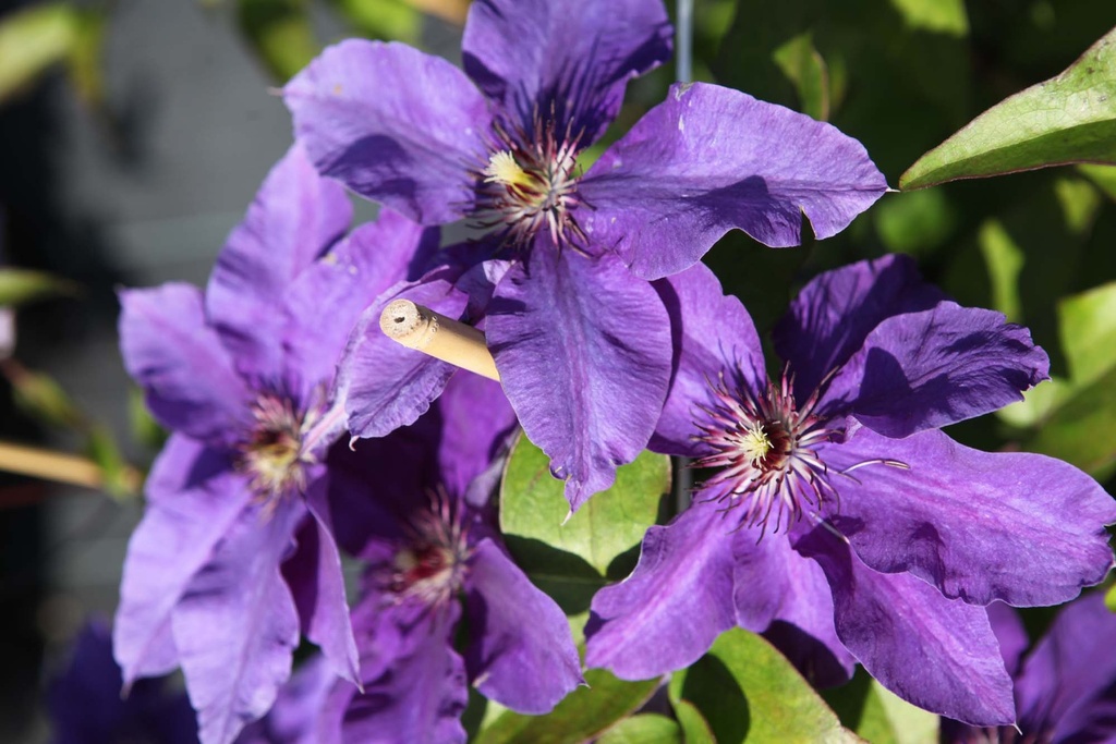 [CTPR3] CLEMATIS 'THE PRESIDENT' (Pot 2 litres, 80-100 cm)