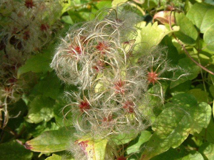 [CVI3] CLEMATIS VITALBA (Pot 2 liter, 80-100 cm)