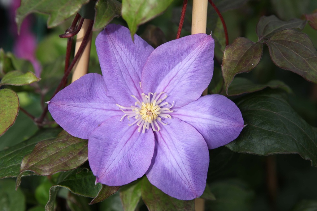 [CVPE3] CLEMATIS 'VYVYAN PENNELL' (Pot 2 liter, 80-100 cm)