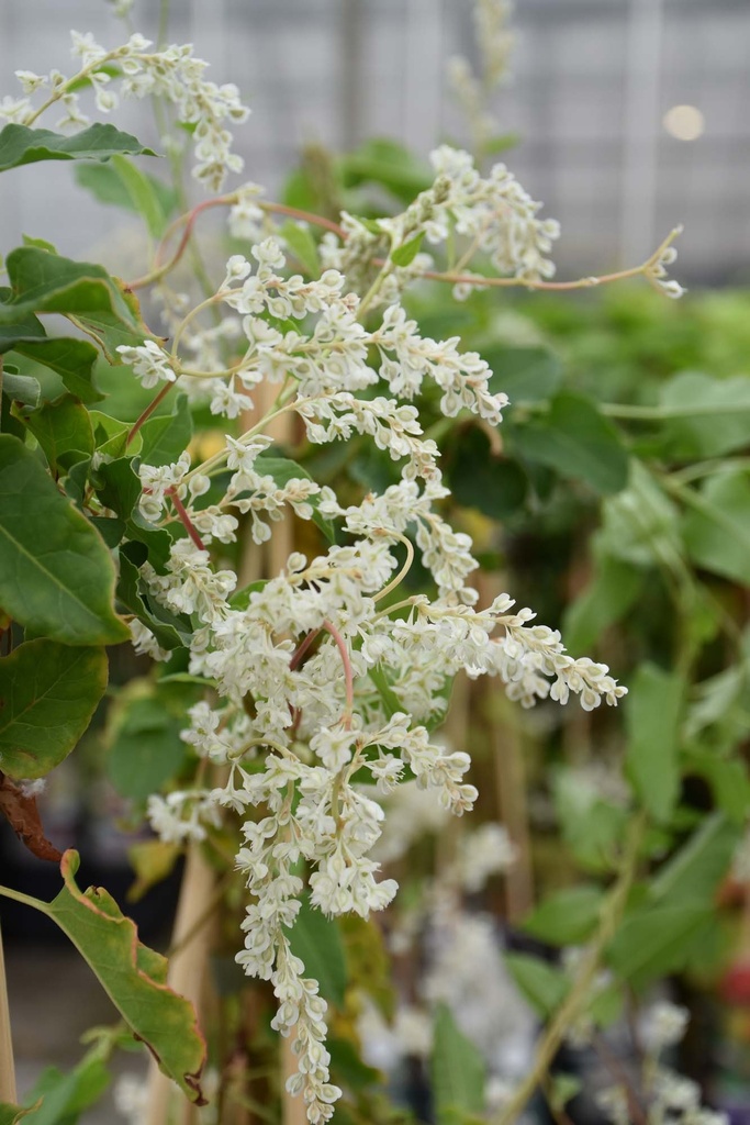 [FAU3] FALLOPIA AUBERTII (Pot 2 litres, 80-100 cm)