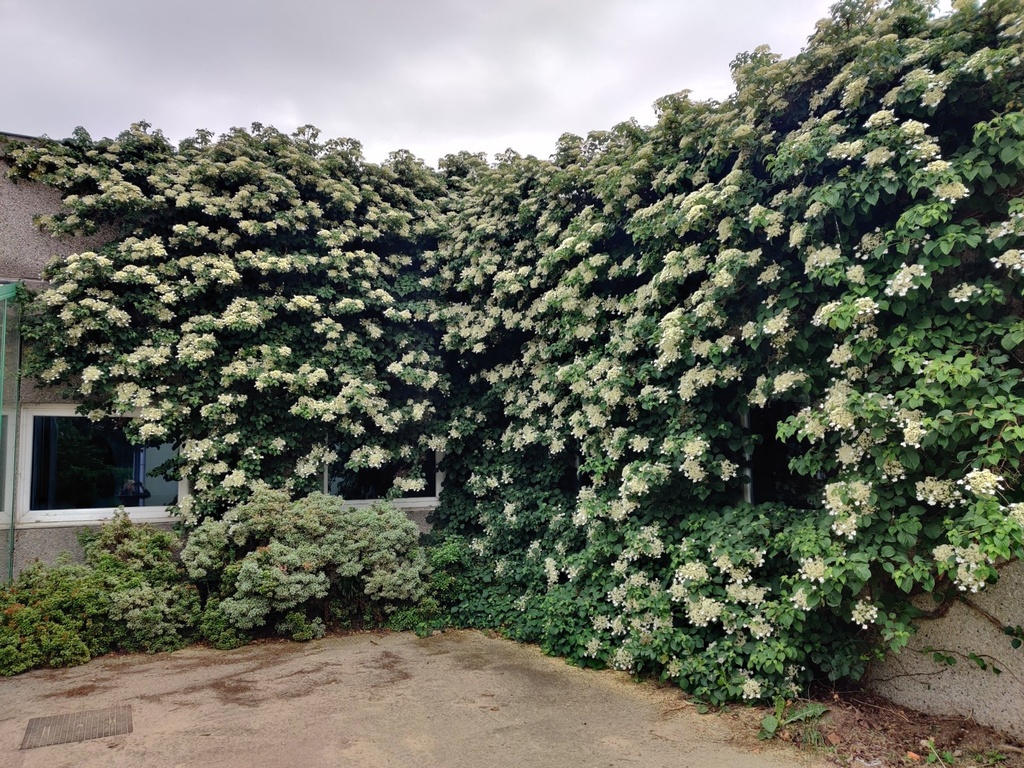 HYDRANGEA ANOMALA PETIOLARIS