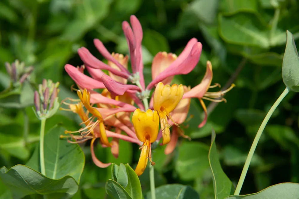 [LHE3] LONICERA HECKROTTII (Pot 2 liter, 80-100 cm)