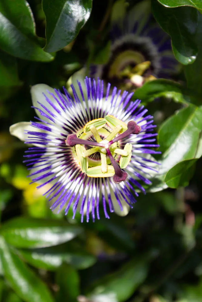 [PCA3] PASSIFLORA CAERULEA (Pot 2 litres, 80-100 cm)