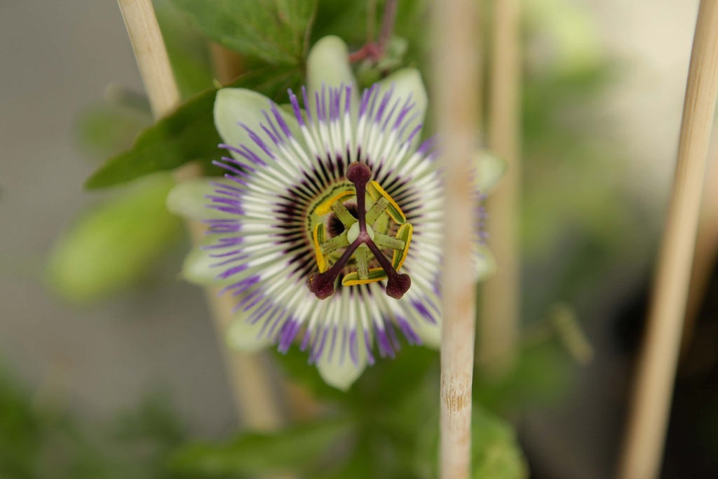 [PCA3] PASSIFLORA CAERULEA (Pot 2 litres, 80-100 cm)